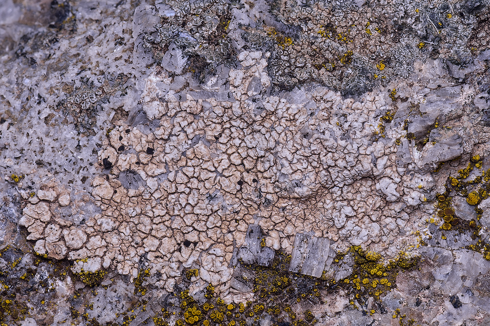 MountFoiaLichen230325-10