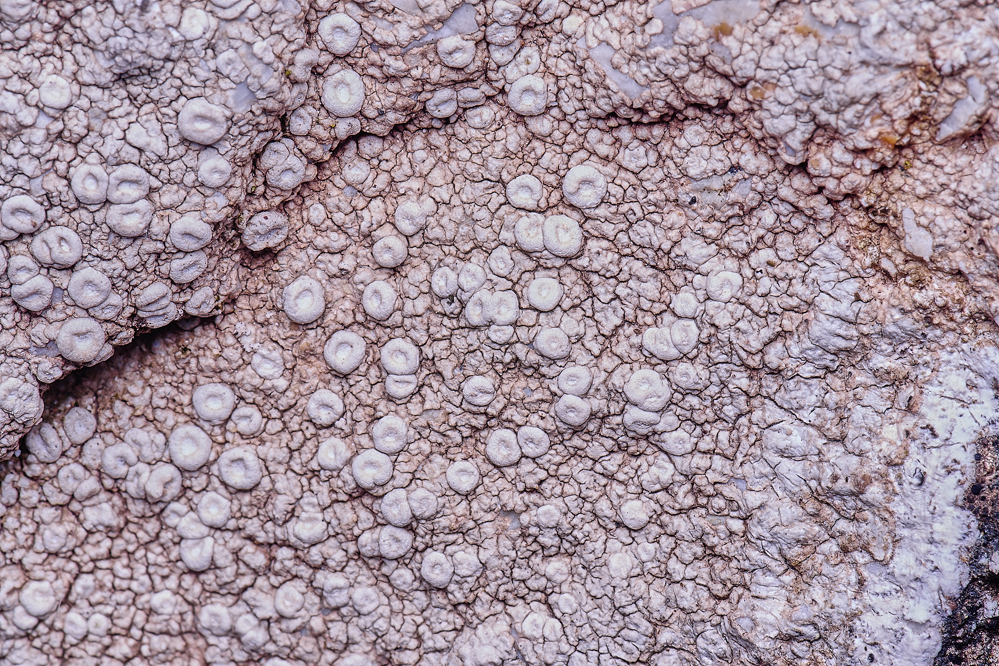 MountFoiaLichen230325-11