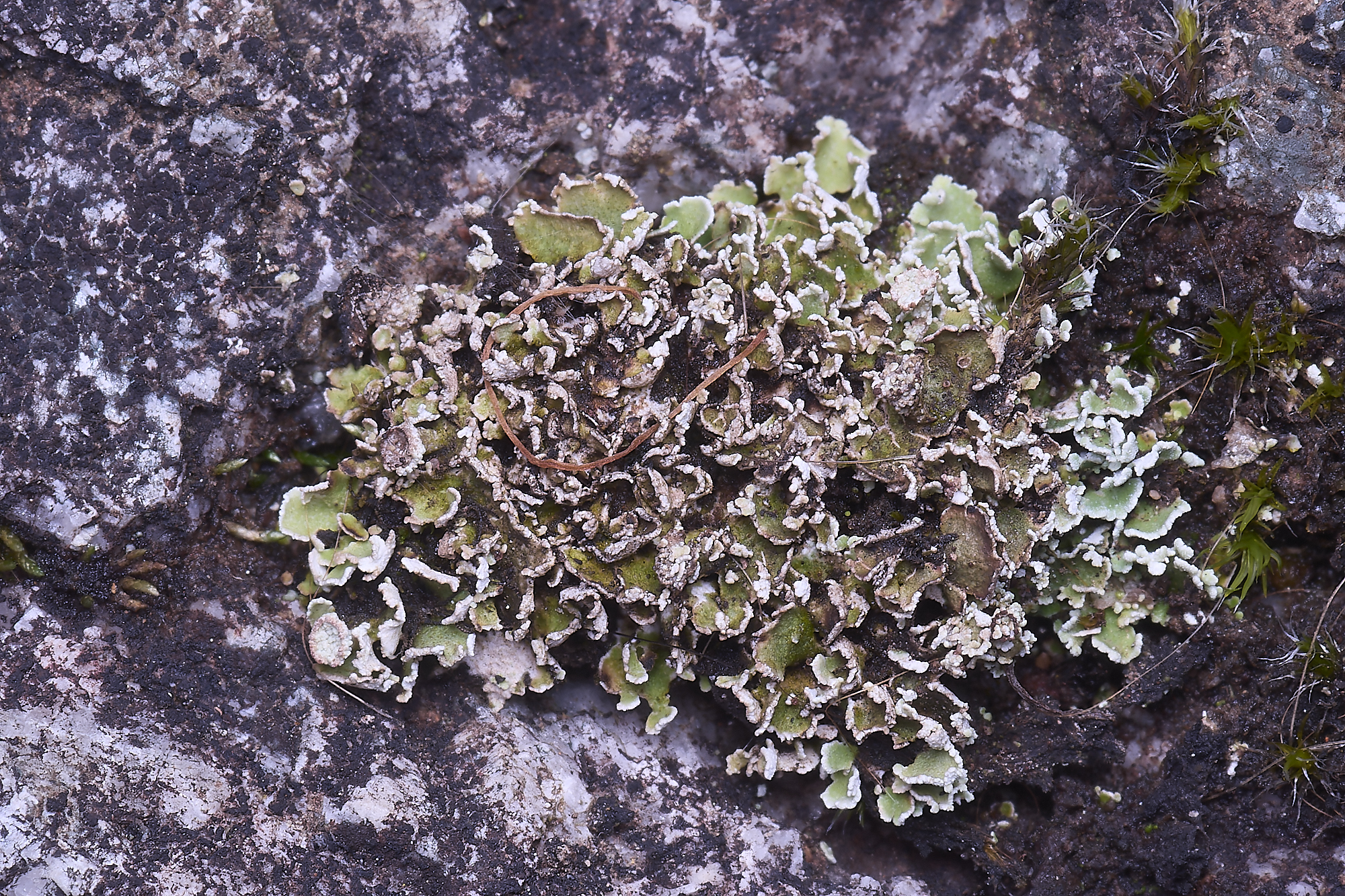 MountFoiaLichen230325-12a