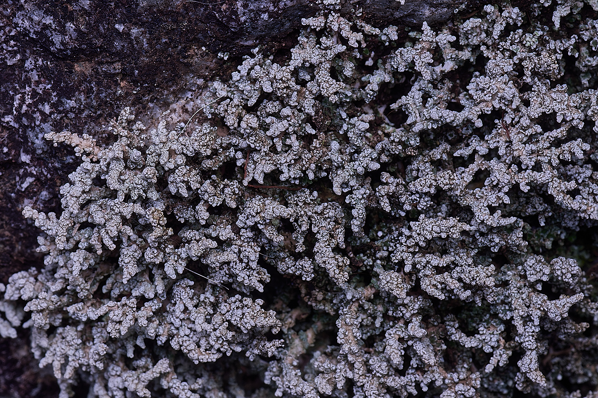 MountFoiaLichen230325-13