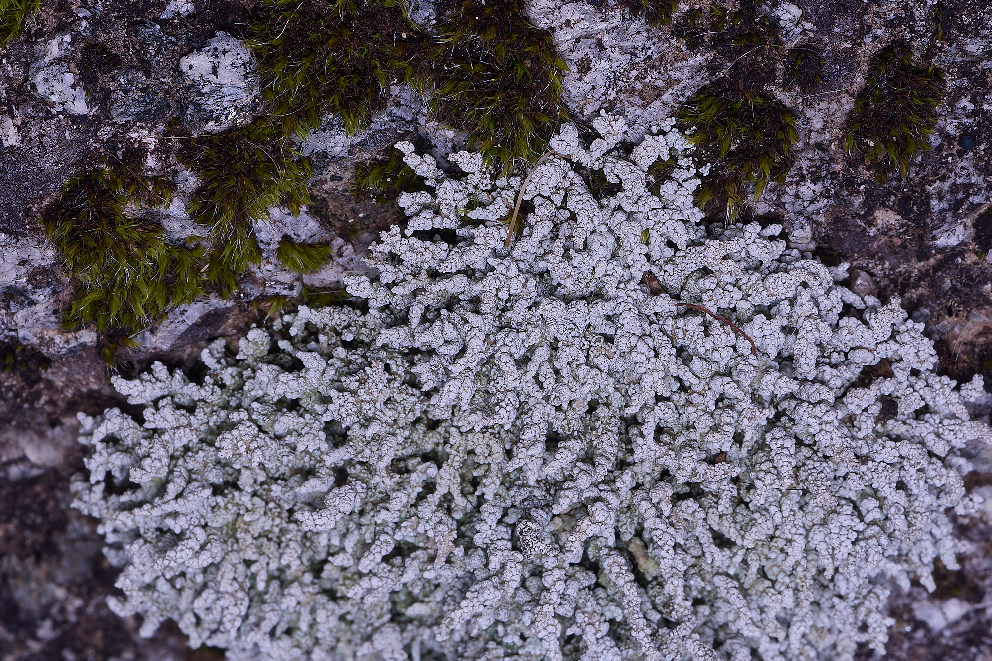 MountFoiaLichen230325-14