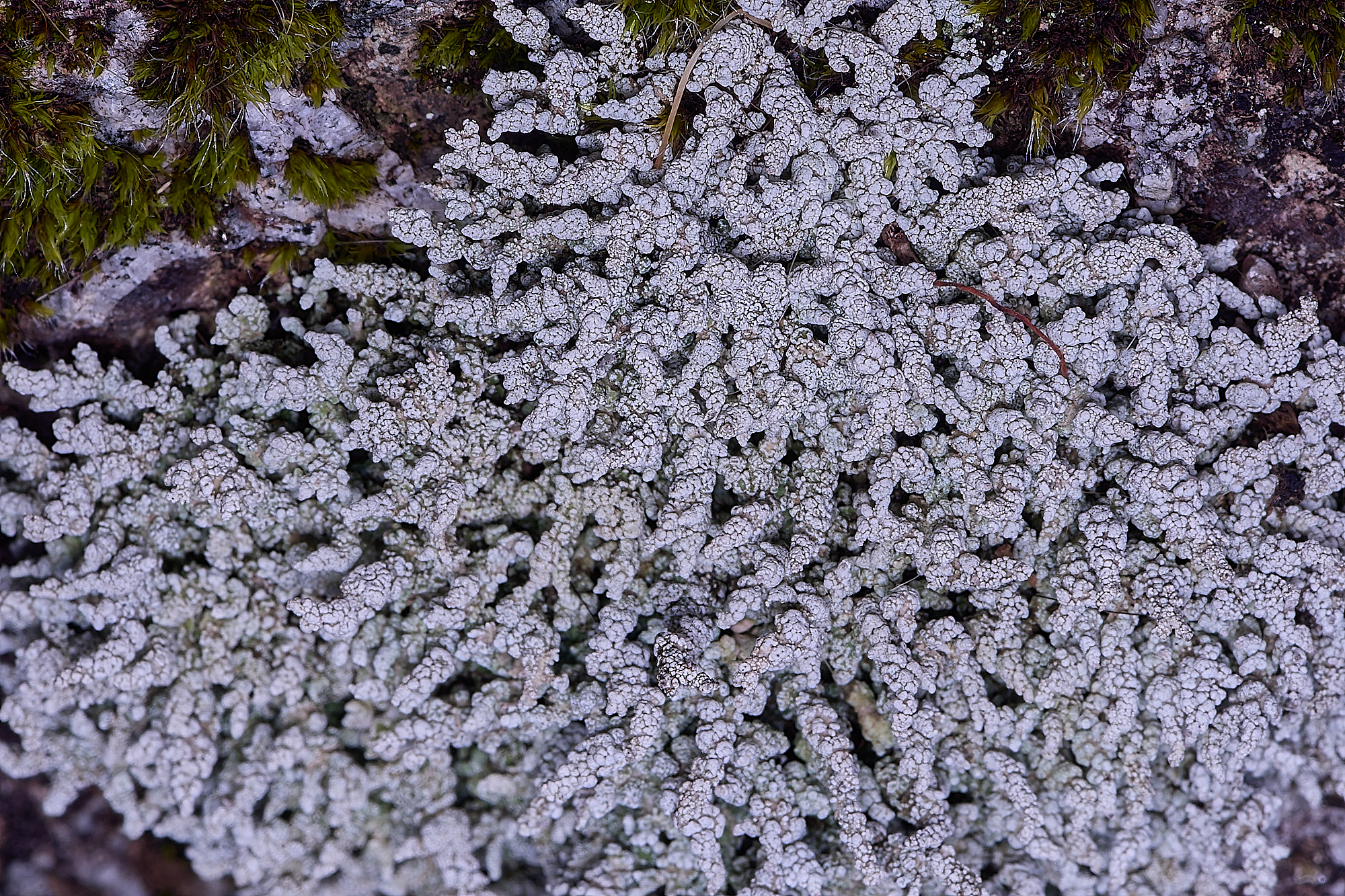 MountFoiaLichen230325-15