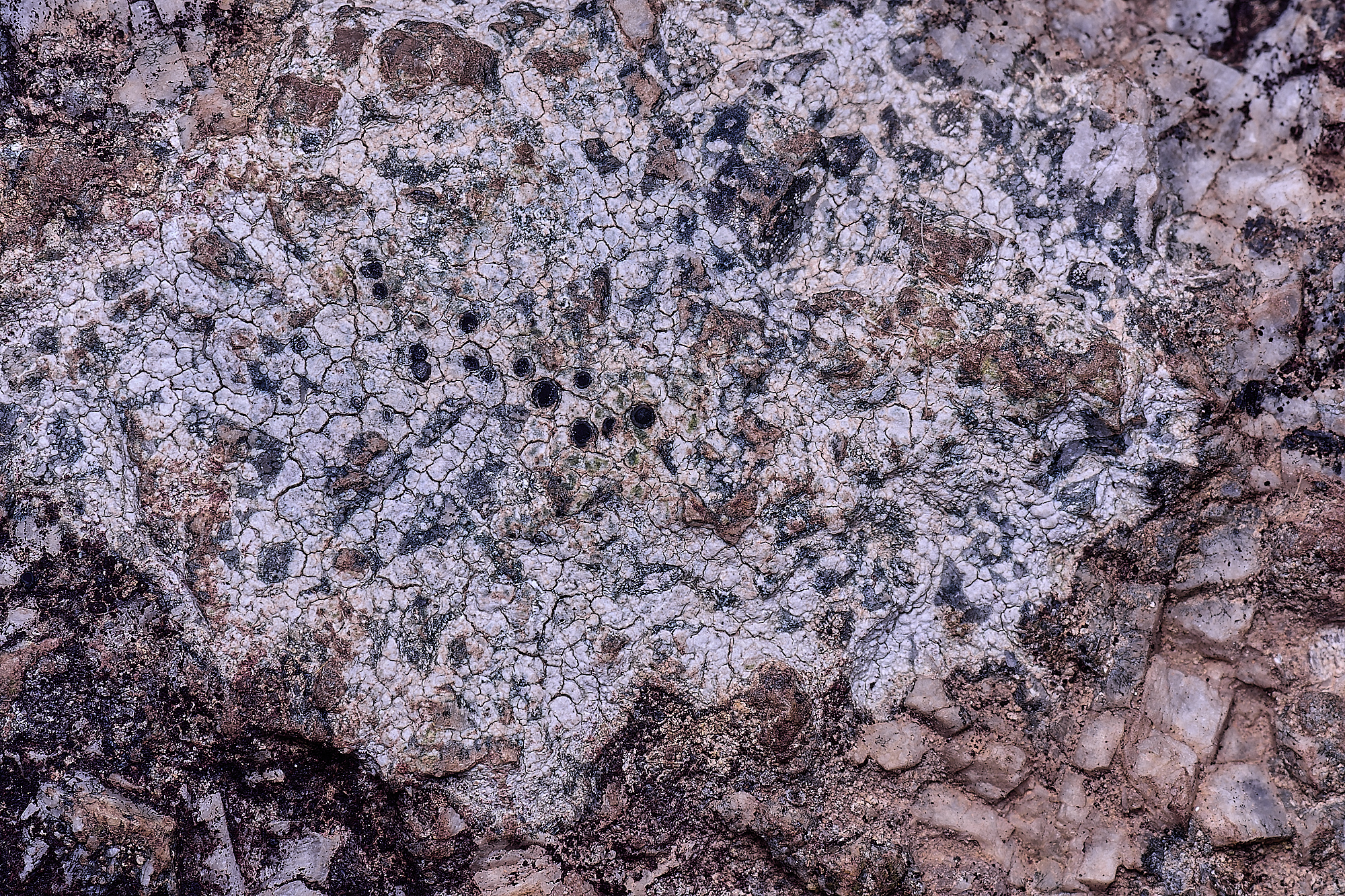 MountFoiaLichen230325-16