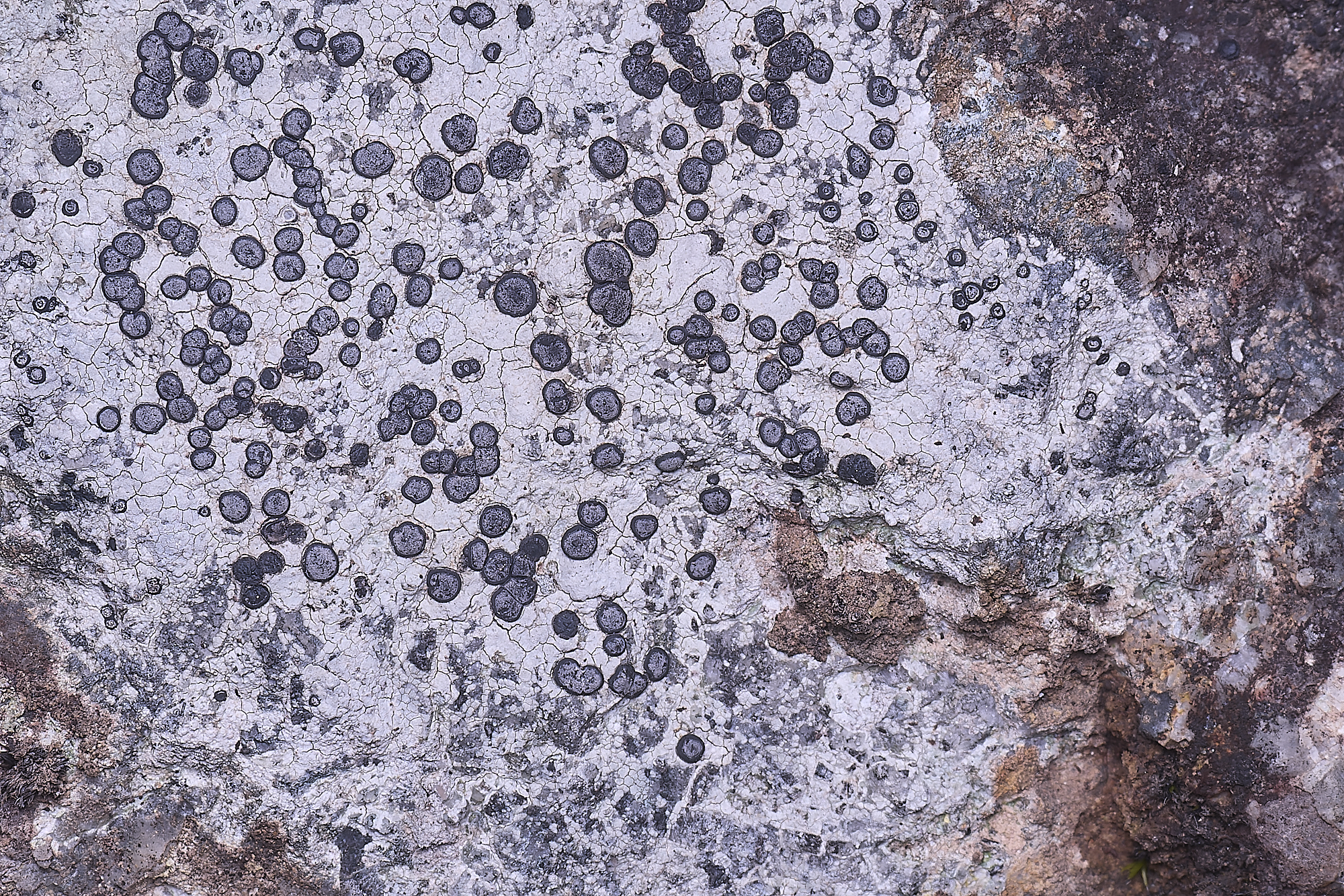 MountFoiaLichen230325-17