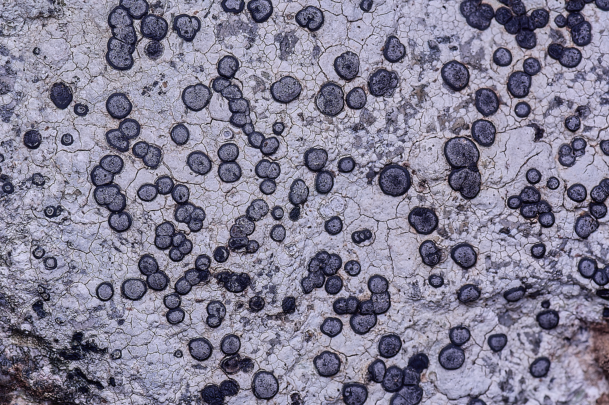 MountFoiaLichen230325-18