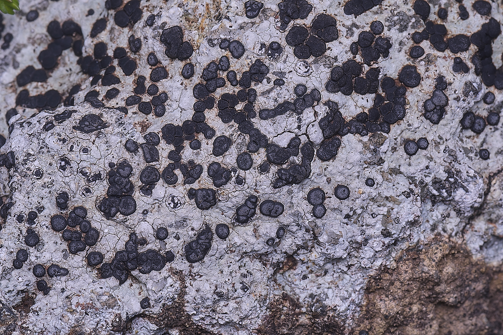 MountFoiaLichen230325-19