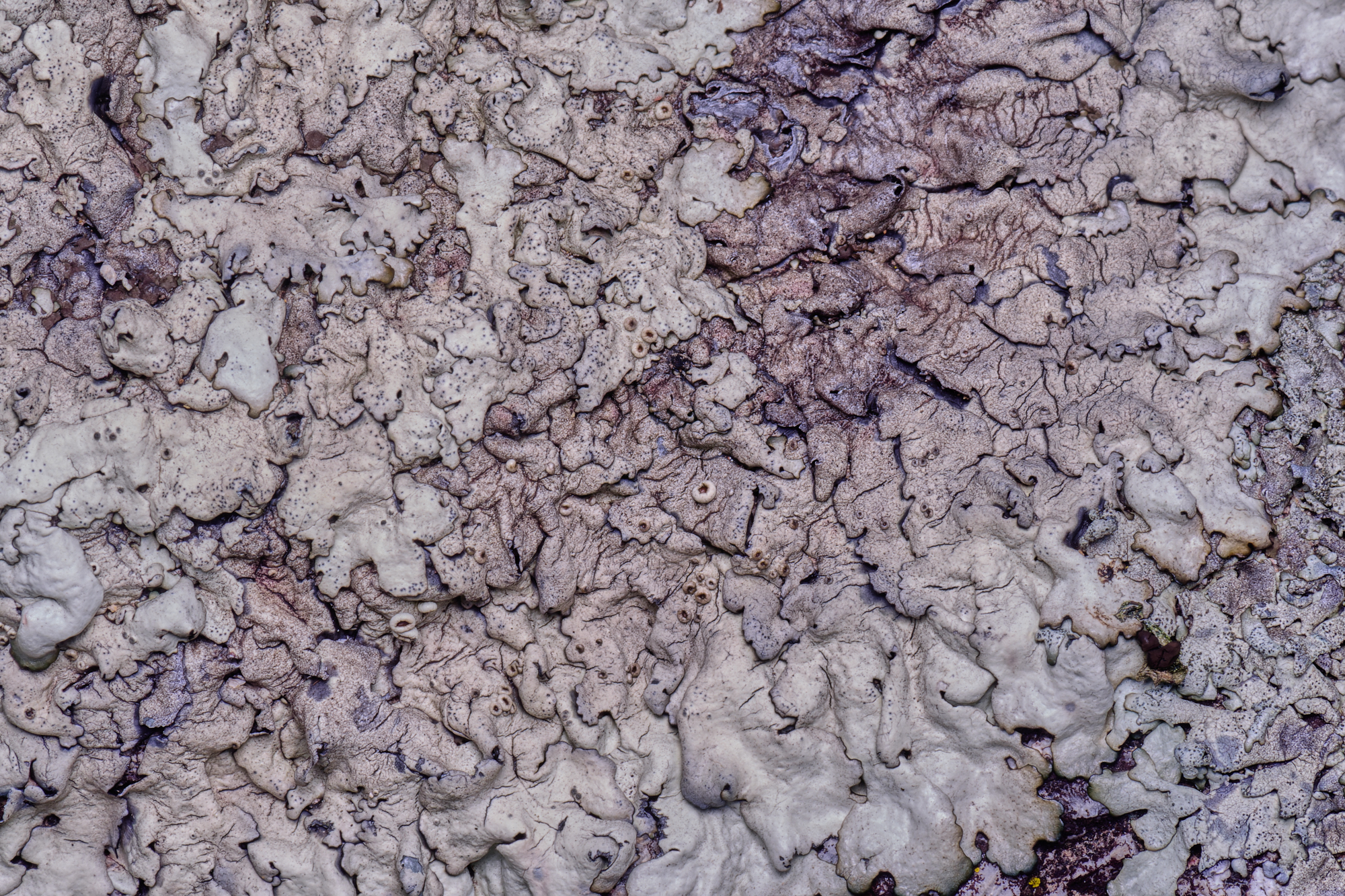 MountFoiaLichen230325-2