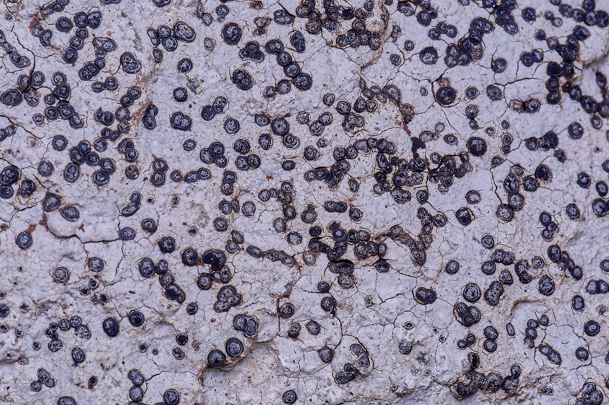 MountFoiaLichen230325-20