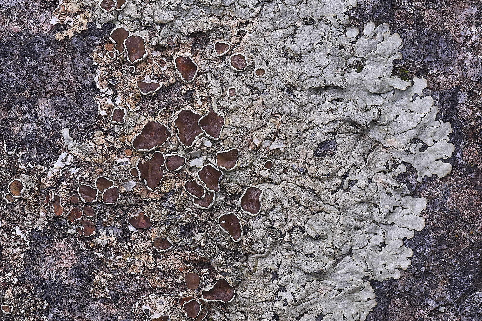 MountFoiaLichen230325-21