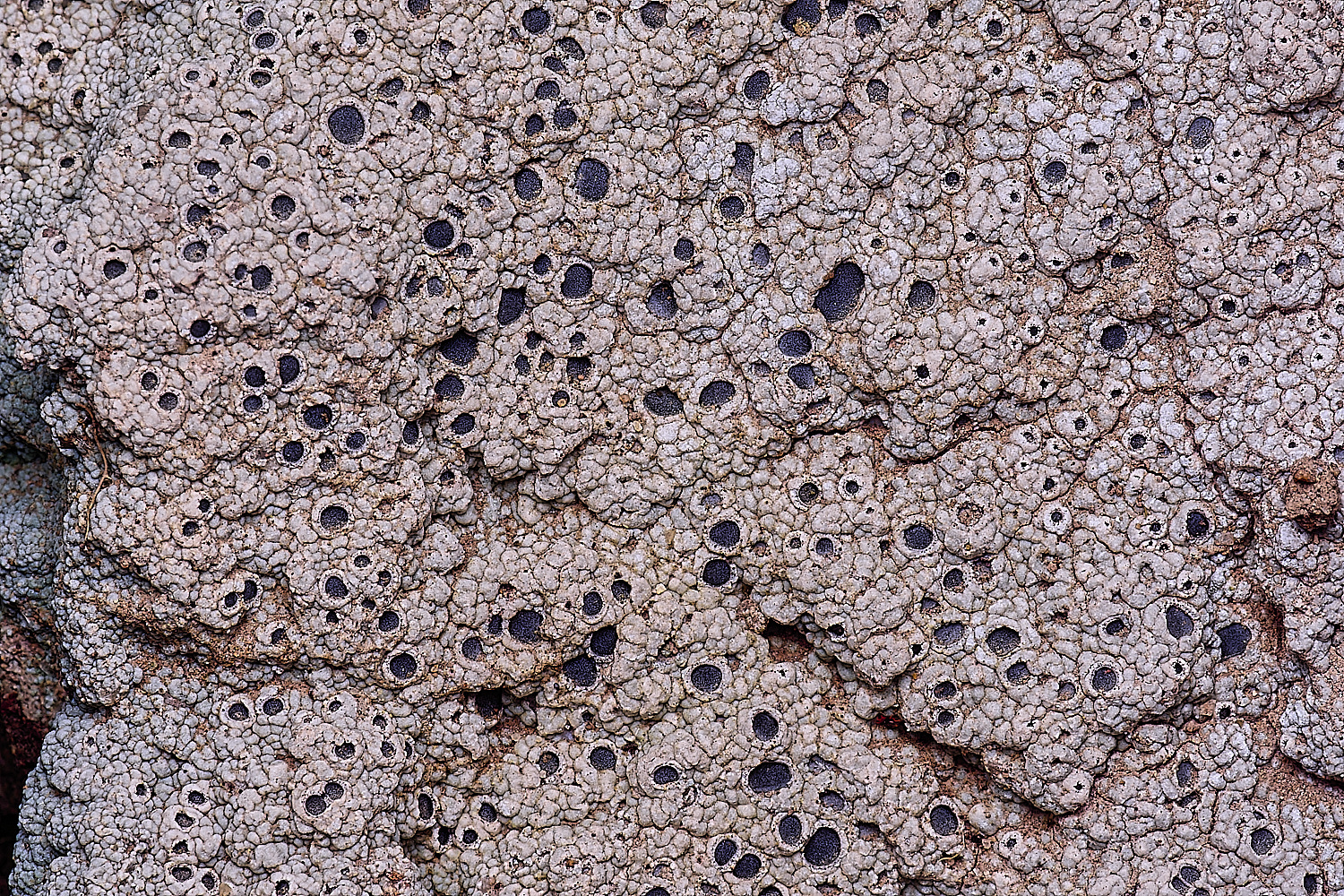 MountFoiaLichen230325-22