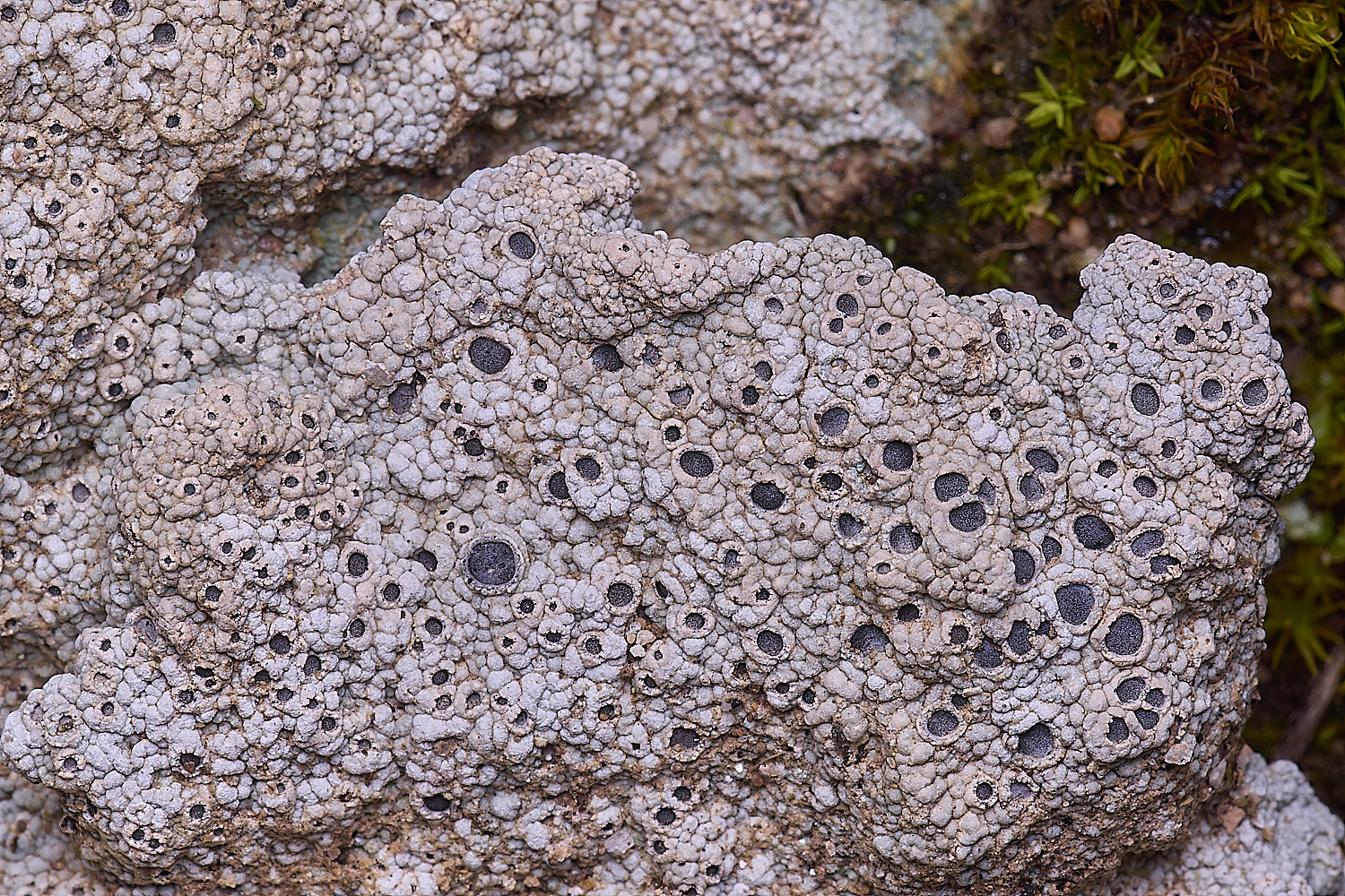 MountFoiaLichen230325-23