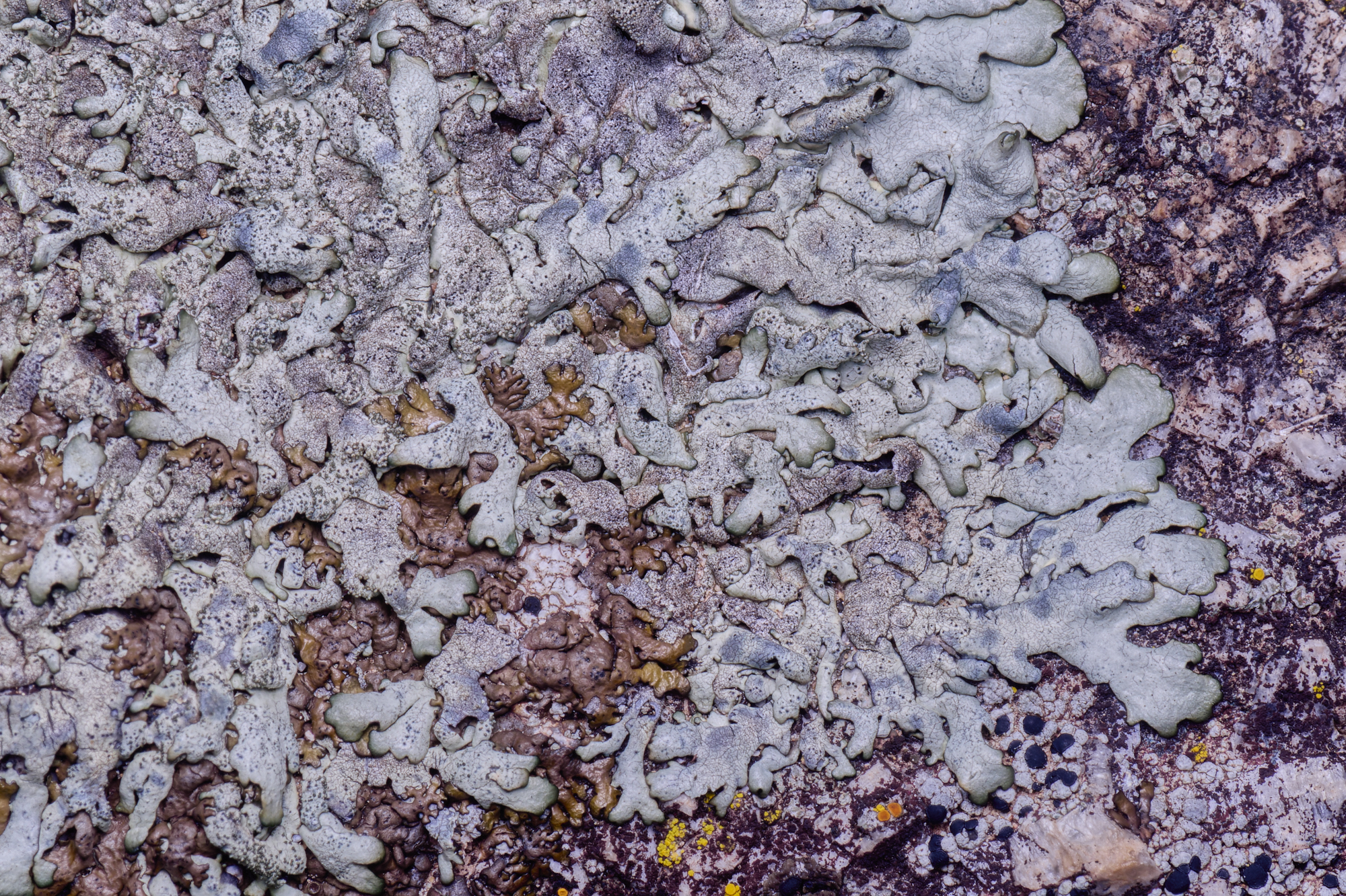 MountFoiaLichen230325-3