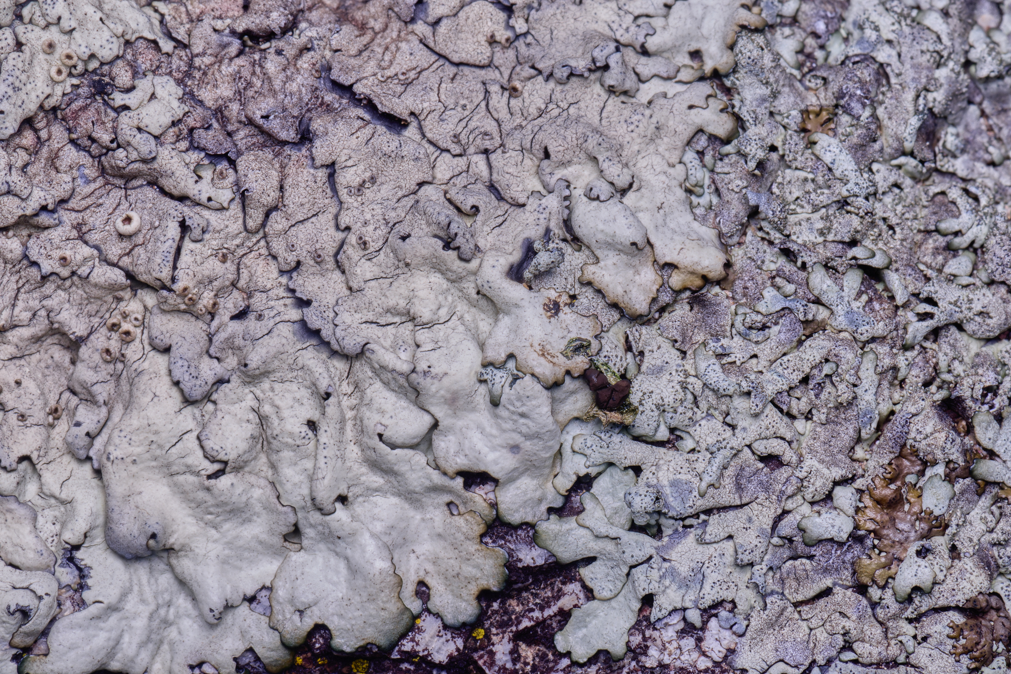 MountFoiaLichen230325-4