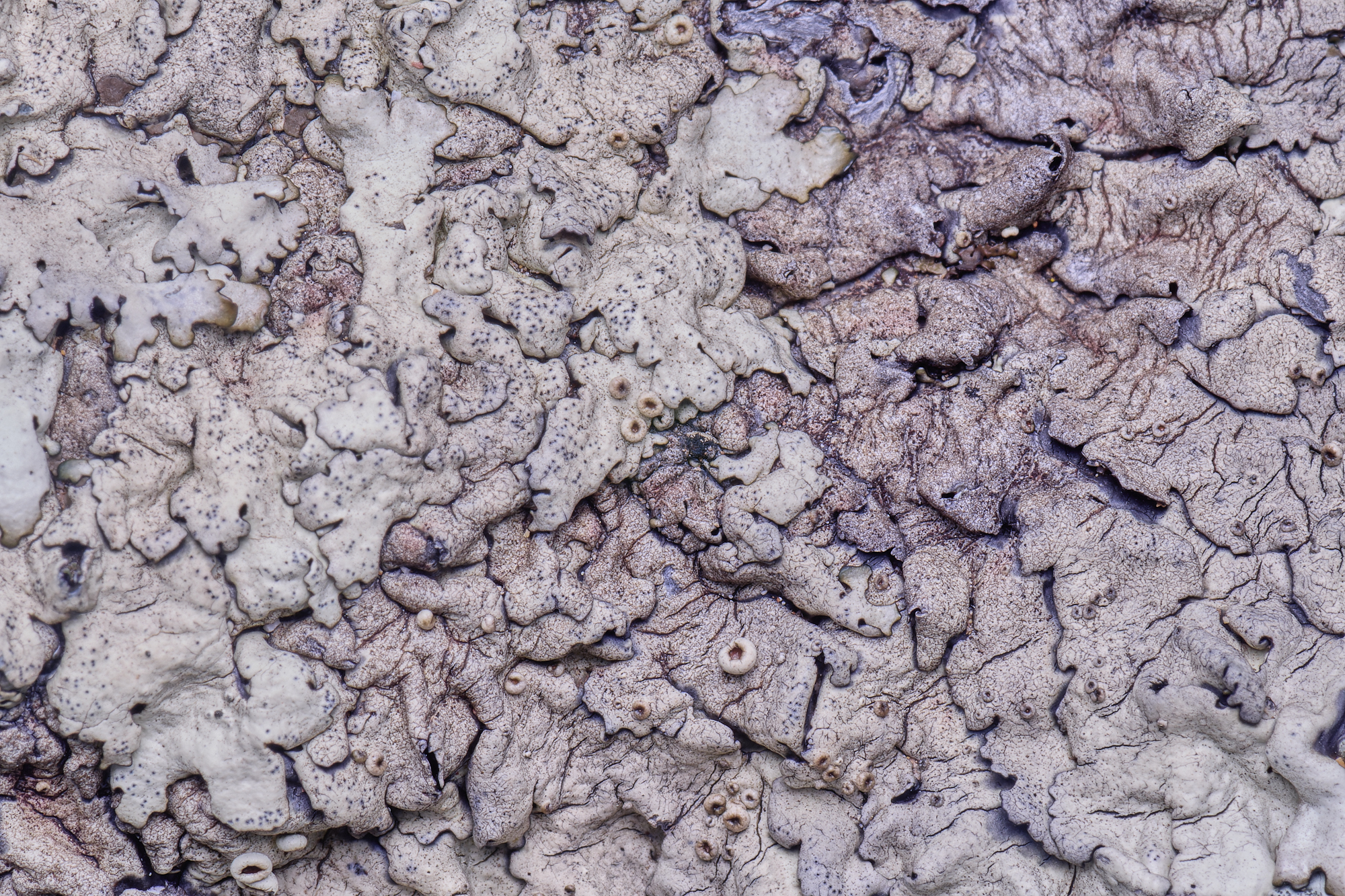 MountFoiaLichen230325-5