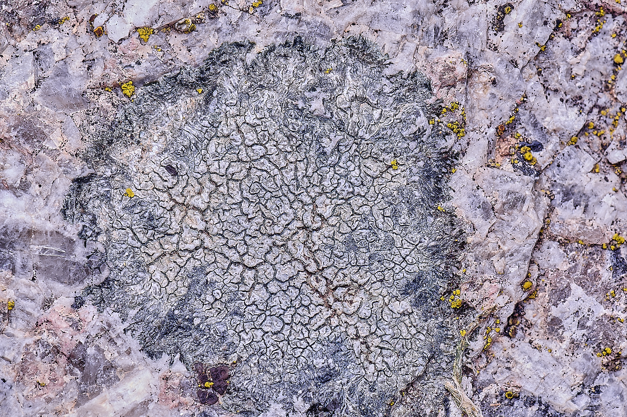 MountFoiaLichen230325-6