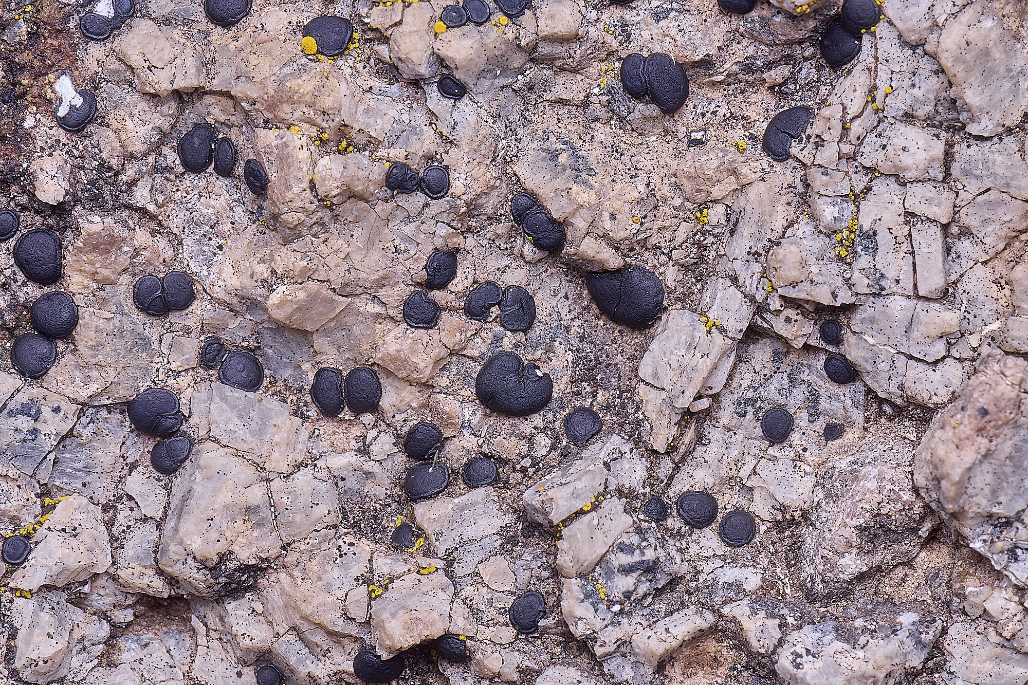 MountFoiaLichen230325-7