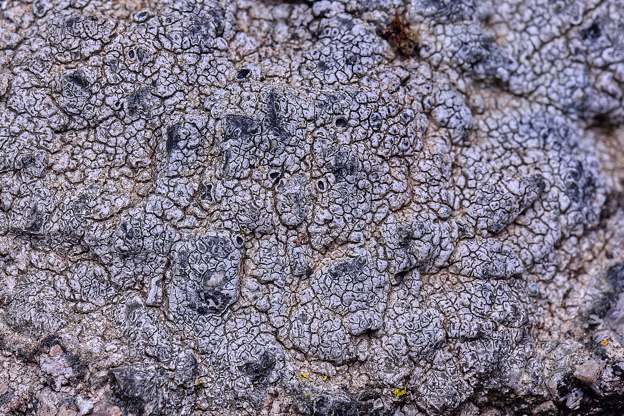 MountFoiaLichen230325-8