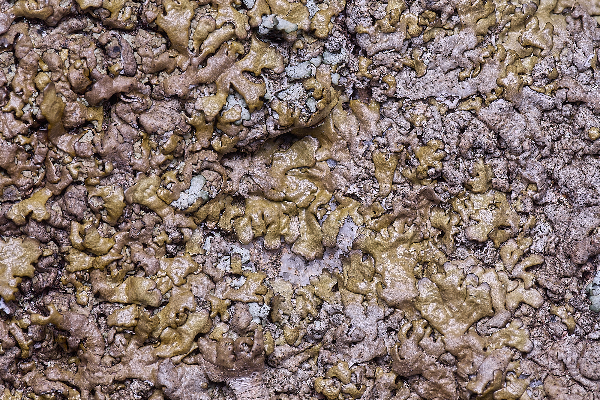 MountFoiaLichen230325-9