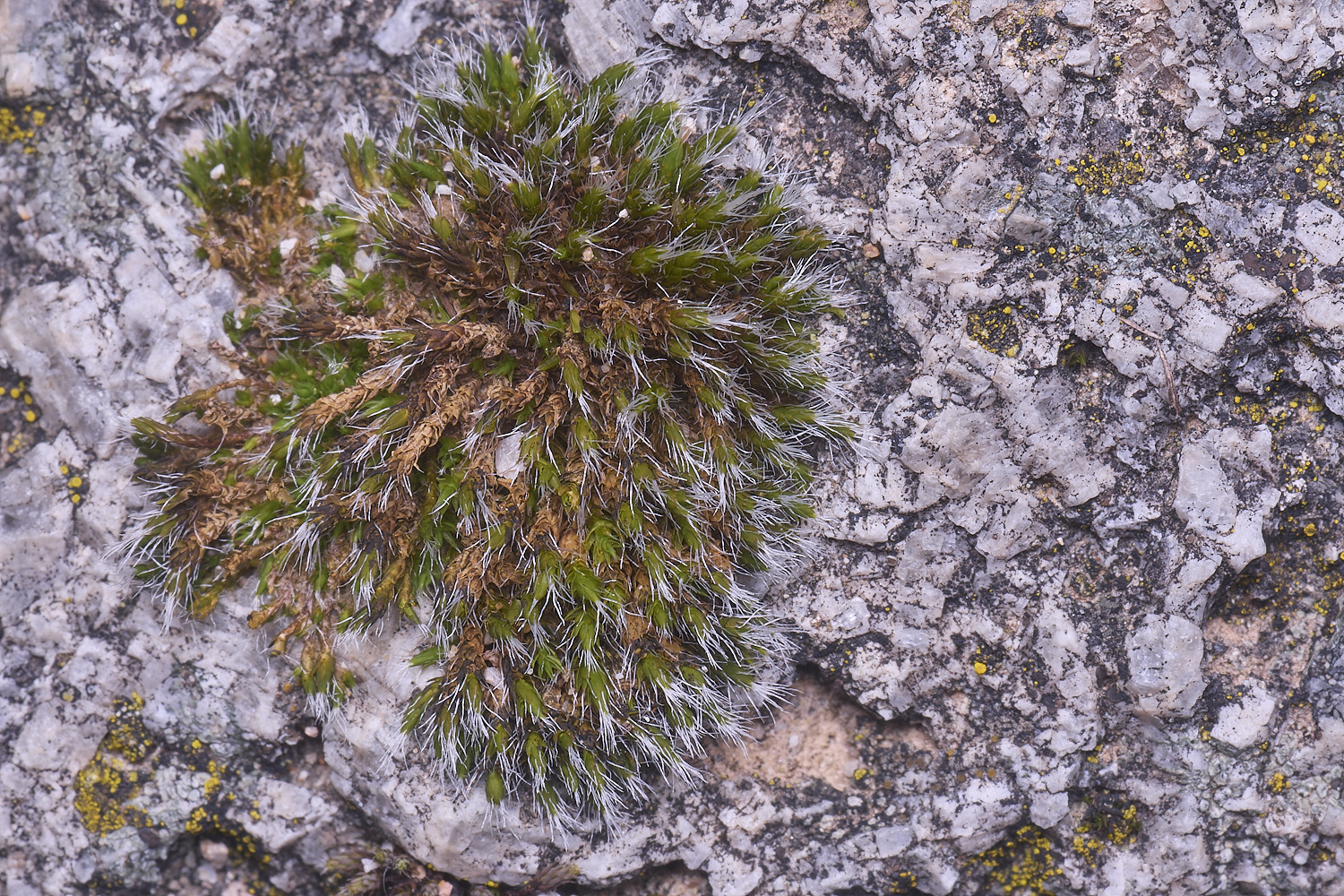 MountFoiaMoss230325-1