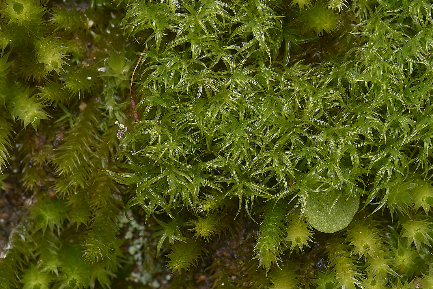 MountFoiaMoss230325-10