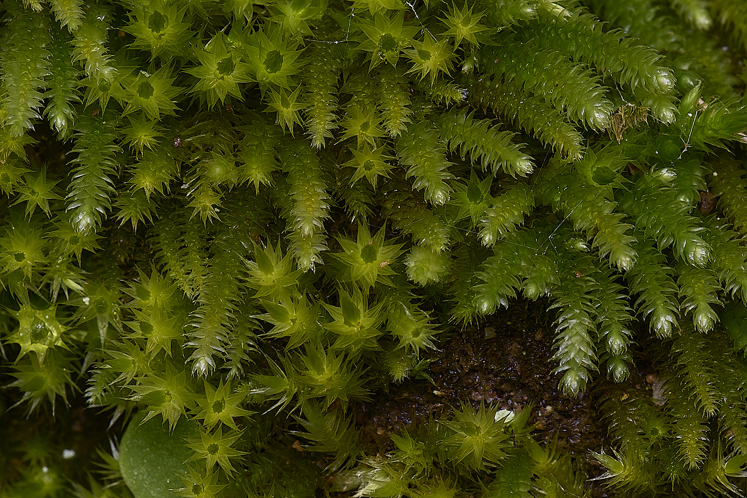 MountFoiaMoss230325-11