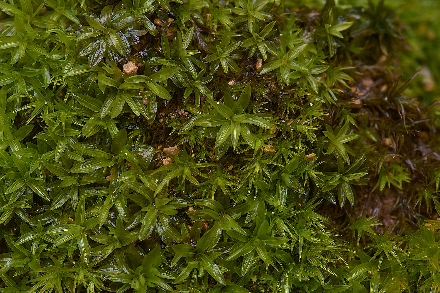 MountFoiaMoss230325-12