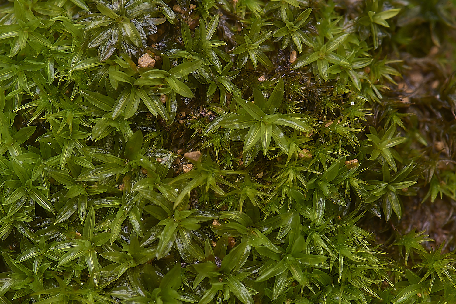 MountFoiaMoss230325-13