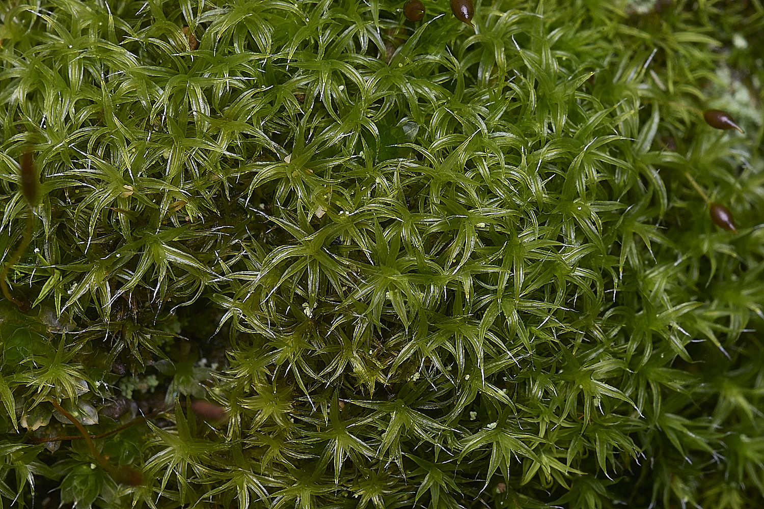 MountFoiaMoss230325-14