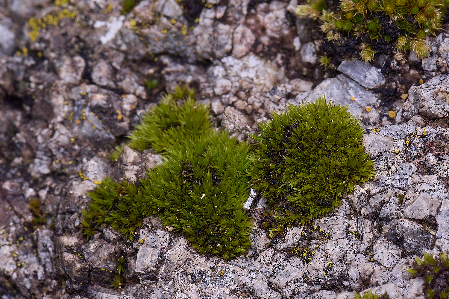 MountFoiaMoss230325-2