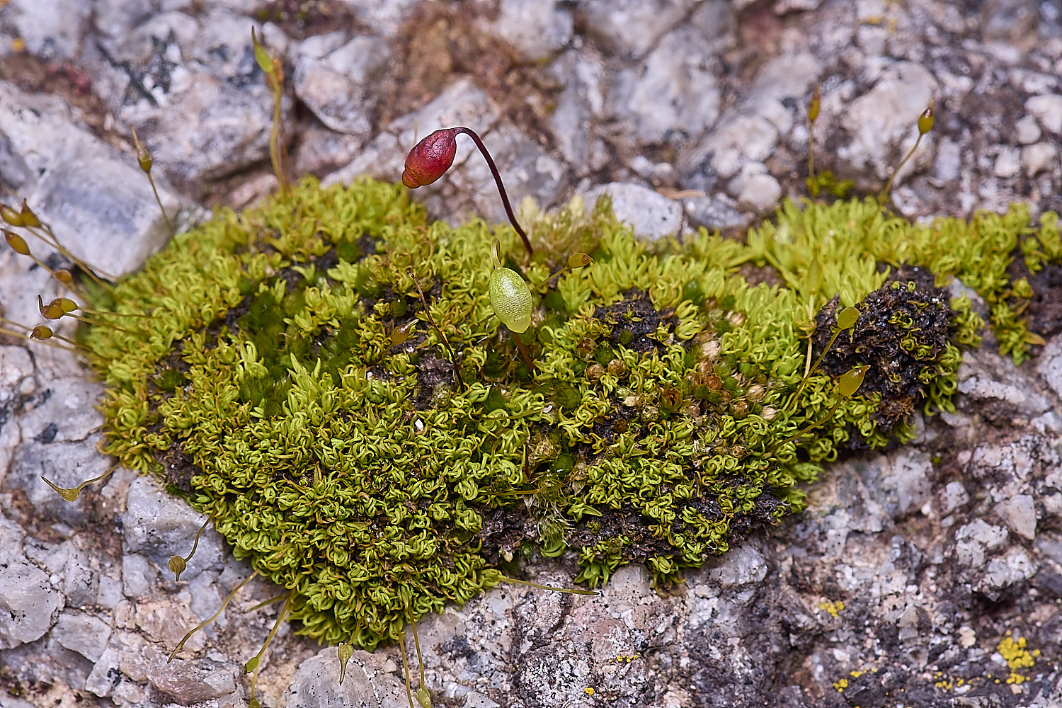 MountFoiaMoss230325-3