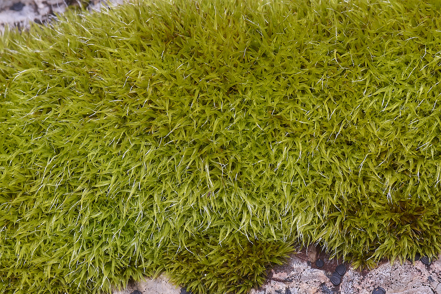 MountFoiaMoss230325-4