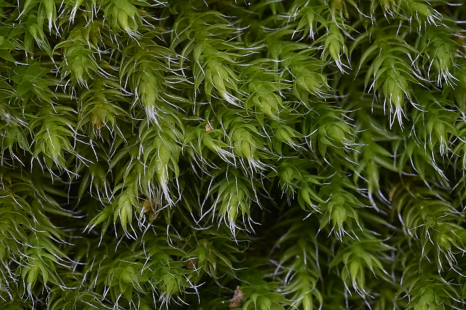 MountFoiaMoss230325-6