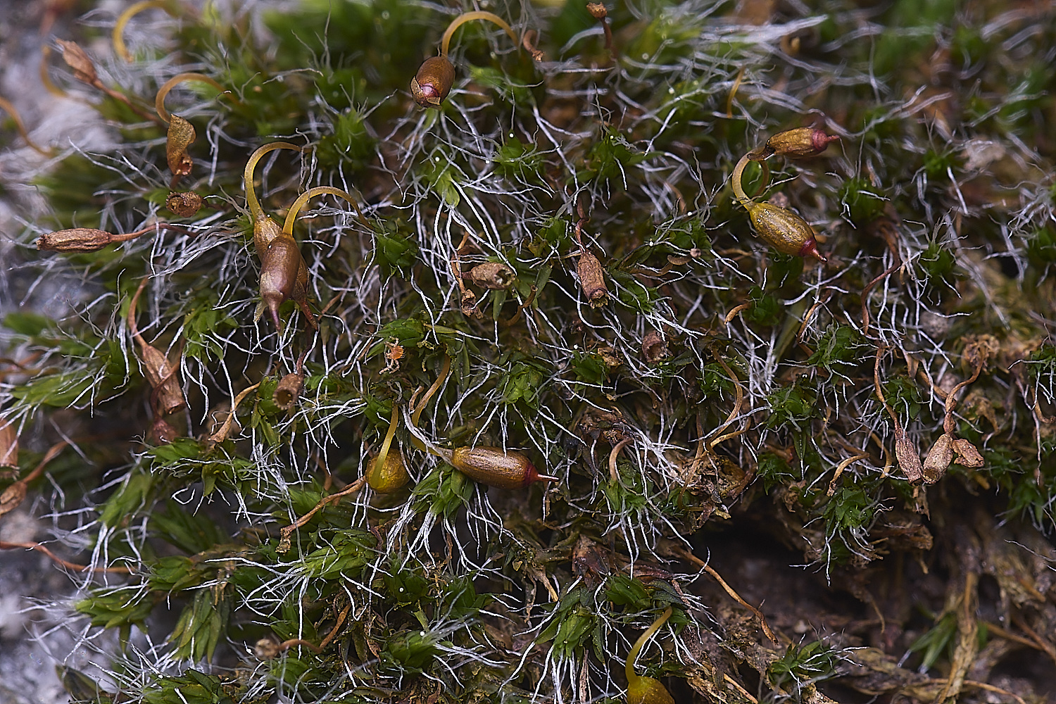 MountFoiaMoss230325-7