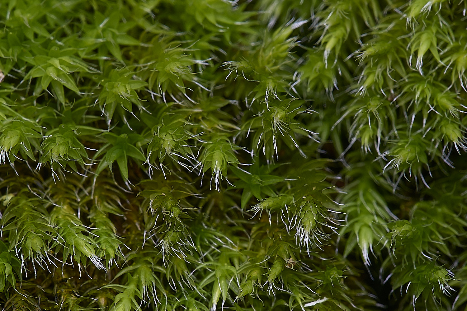 MountFoiaMoss230325-8