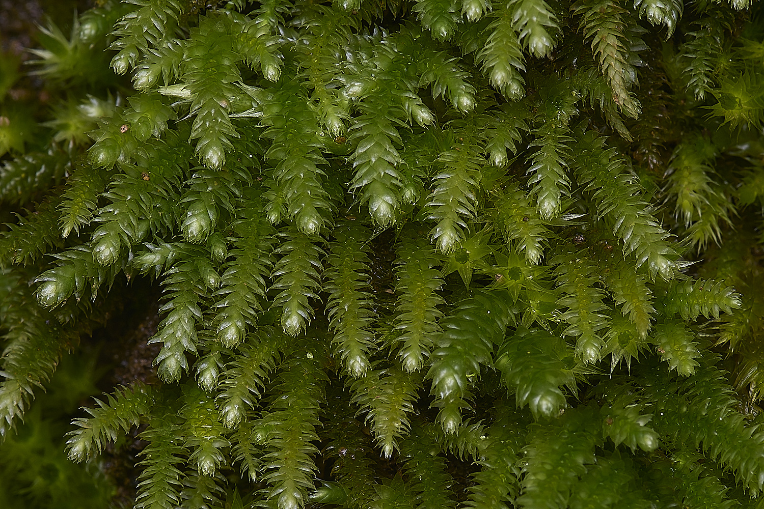 MountFoiaMoss230325-9-