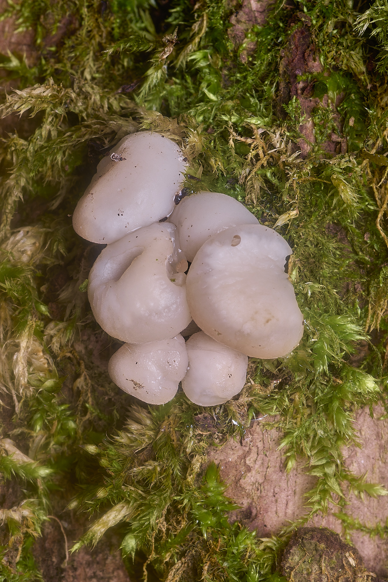 NewFenFungusSp090225-1