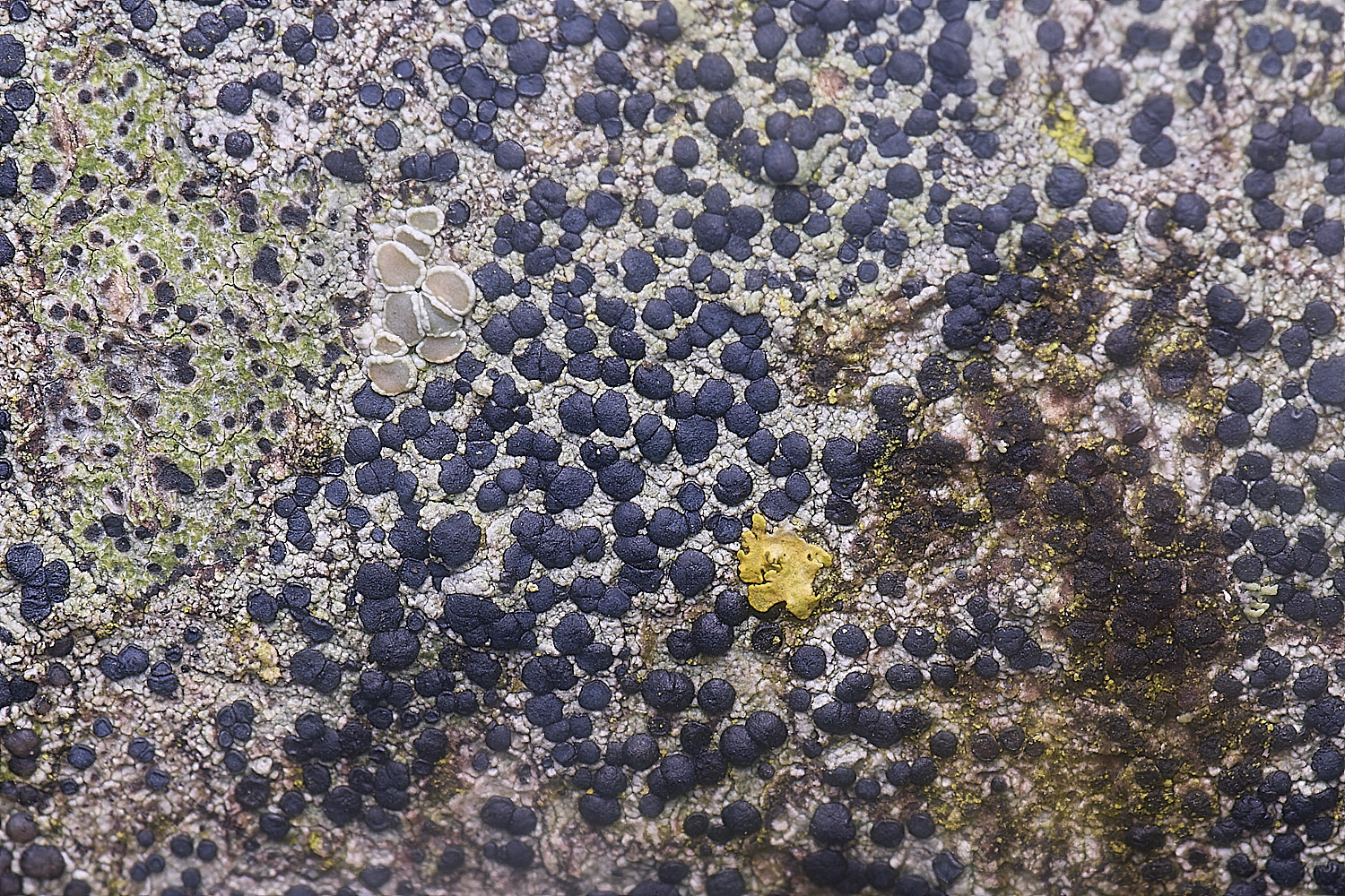 NewFenLichenSp090225-1