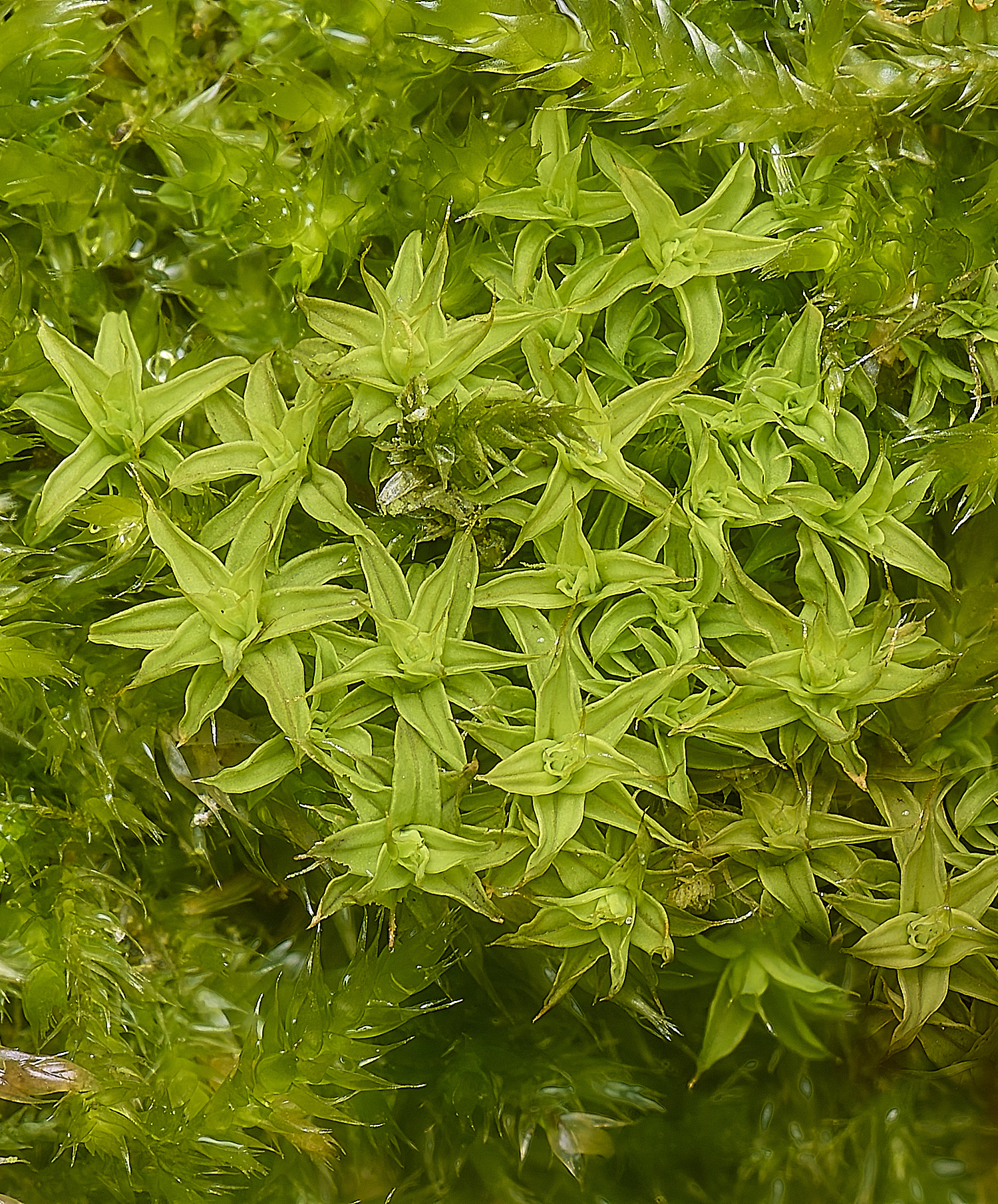 NewFenSyntrichia090225-1