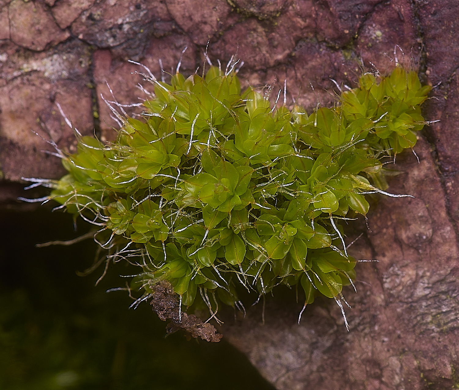 NewFenSyntrichia2090225-1