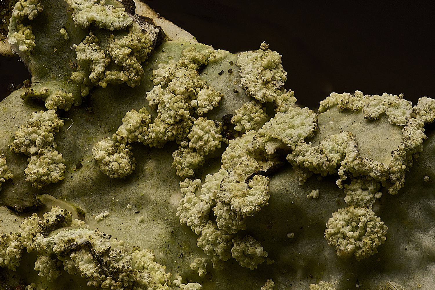 OnworhPsulcata2101250-1