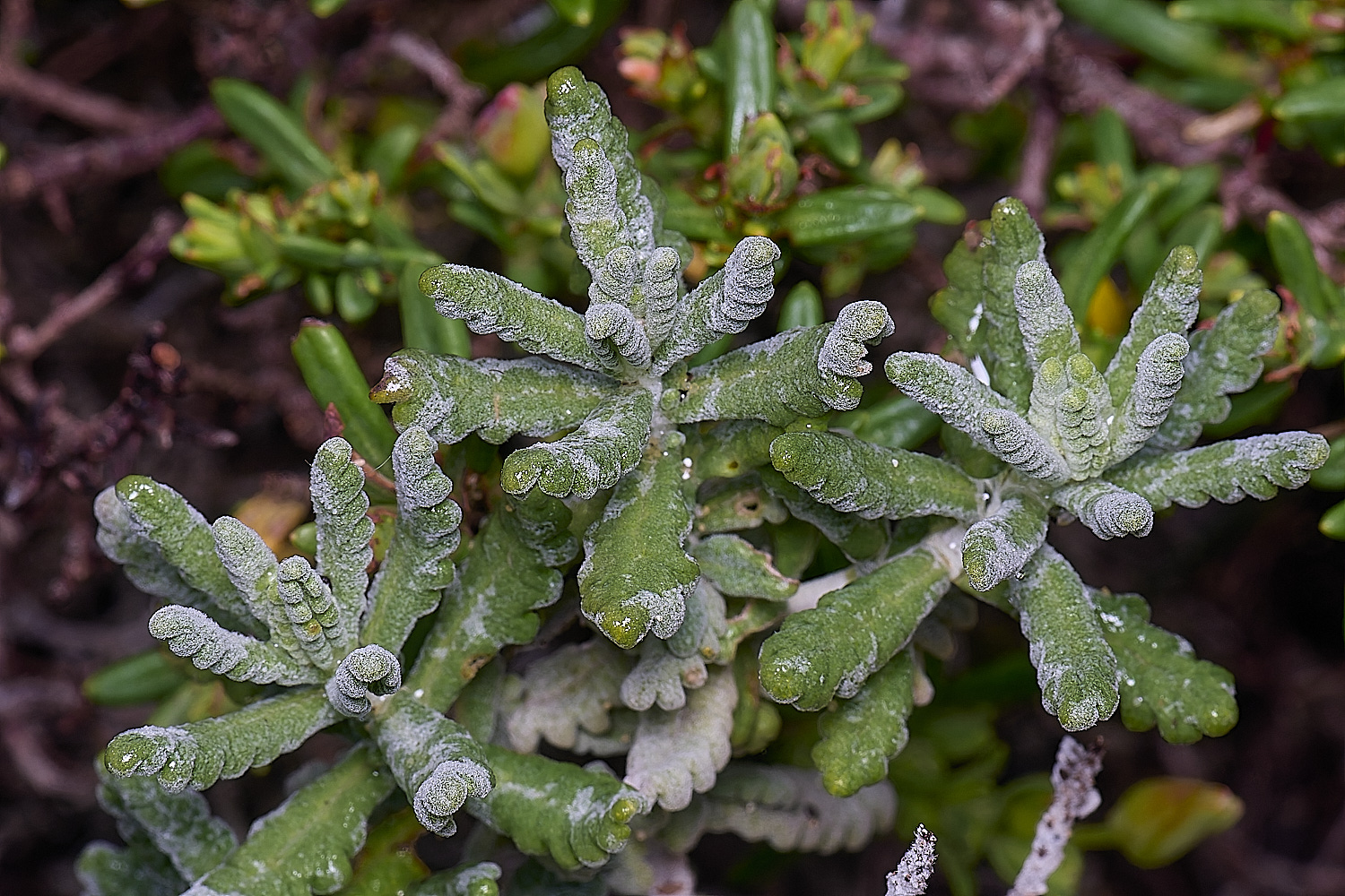 PraiaDeAmoreiraFlower10170325-3