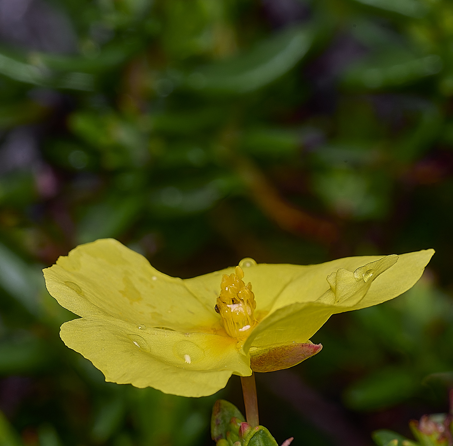 PraiaDeAmoreiraFlower11170325-1