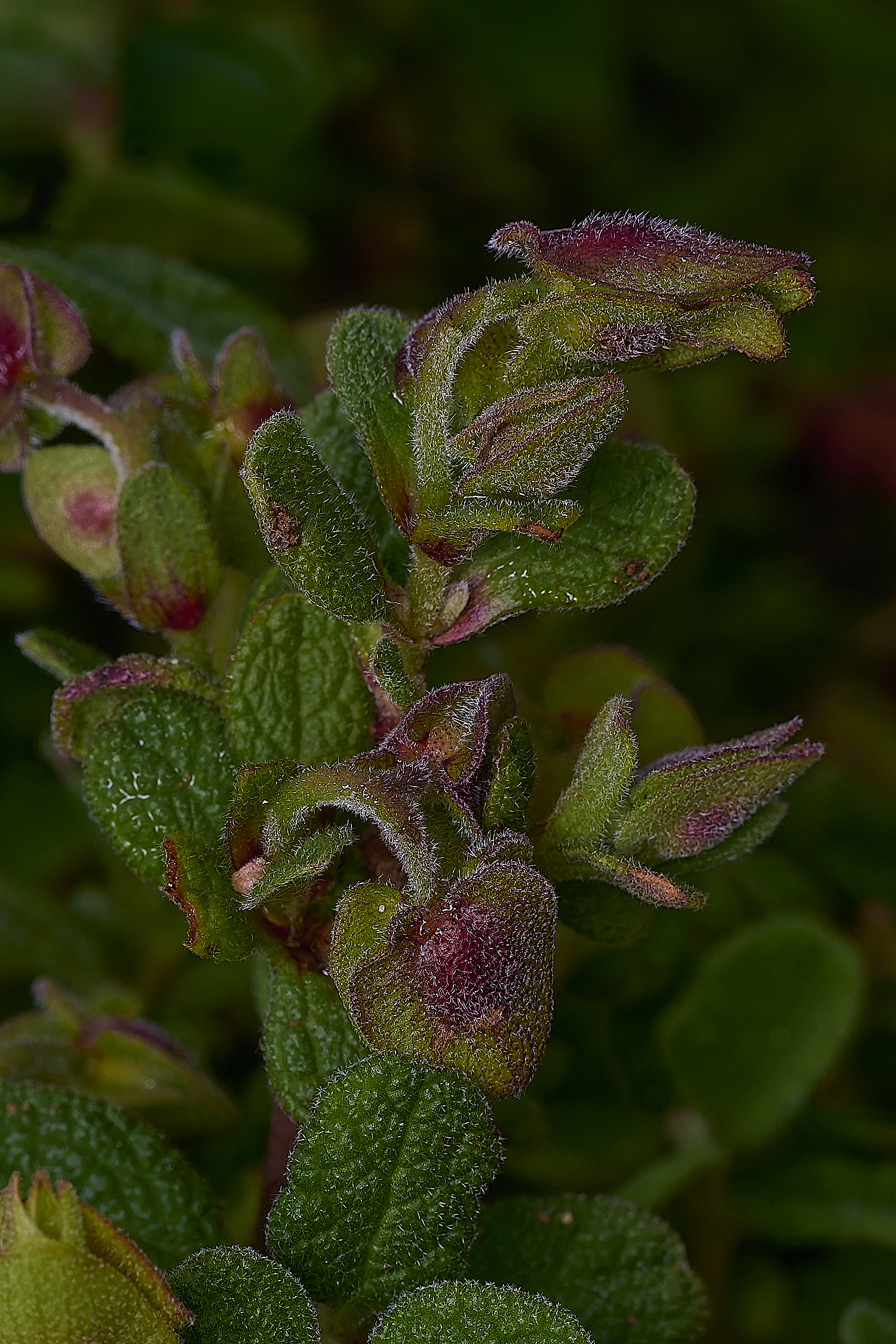 PraiaDeAmoreiraFlower11170325-3