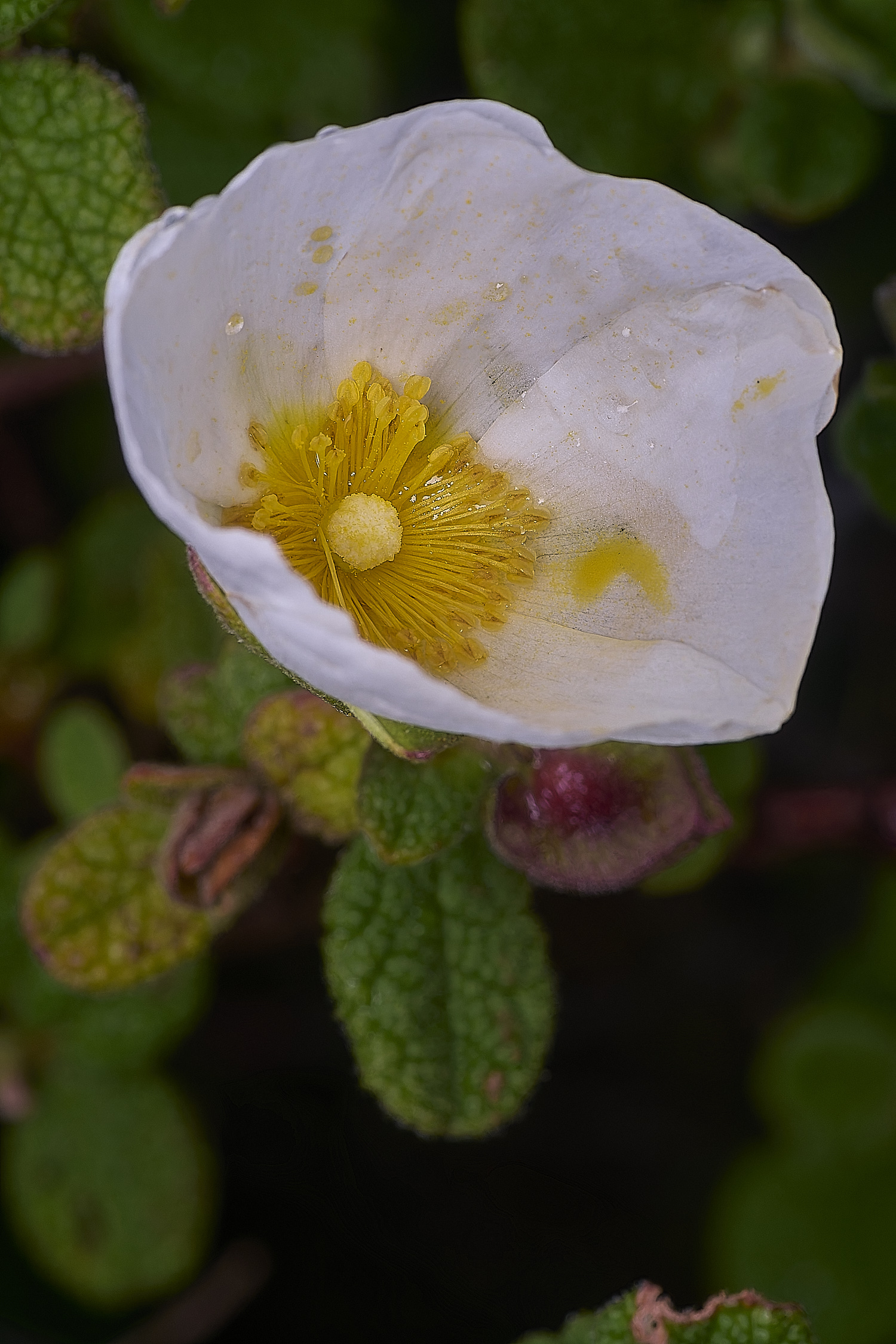 PraiaDeAmoreiraFlower11170325-4