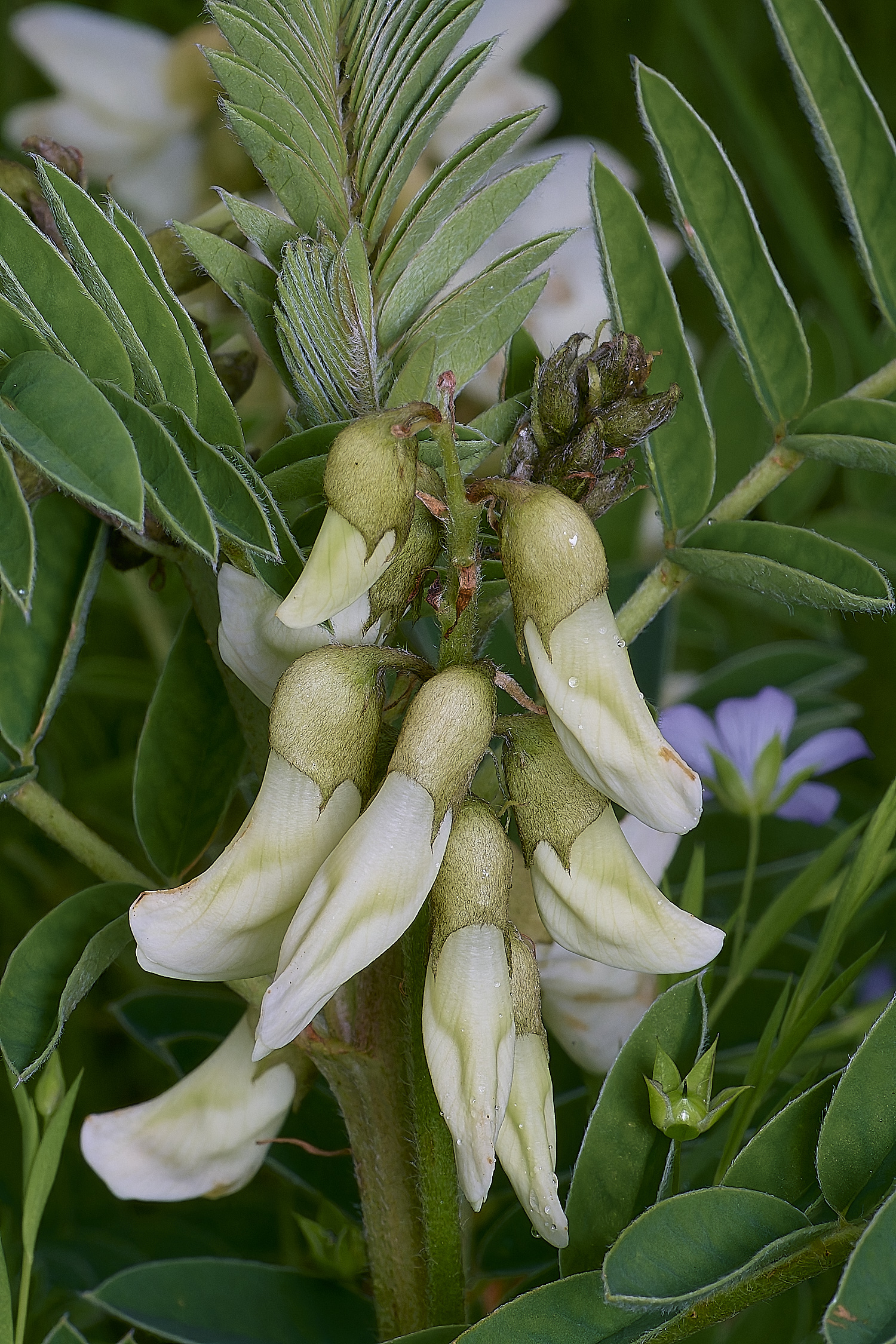 PraiaDeAmoreiraFlower1170325-1