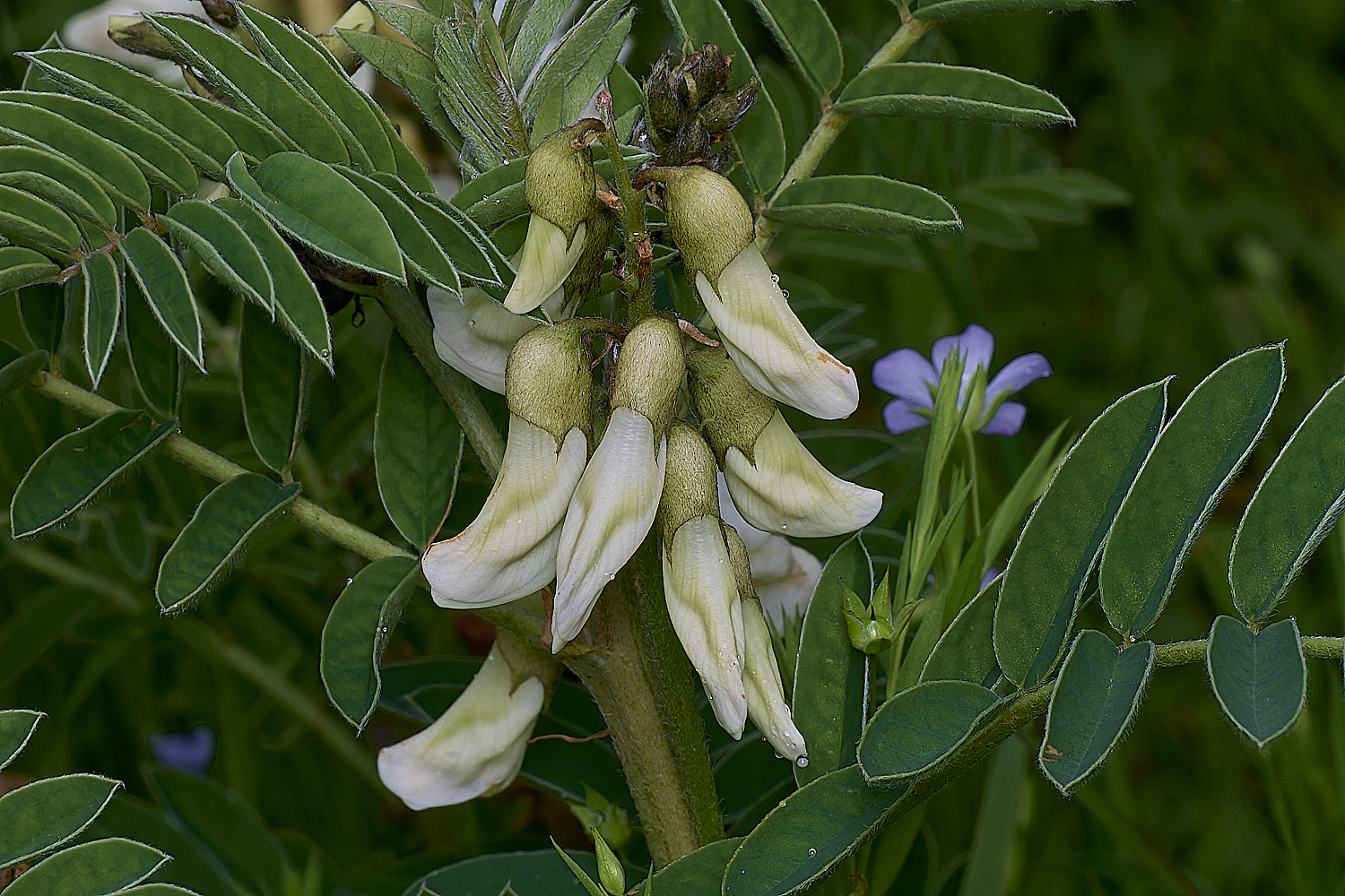 PraiaDeAmoreiraFlower1170325-2