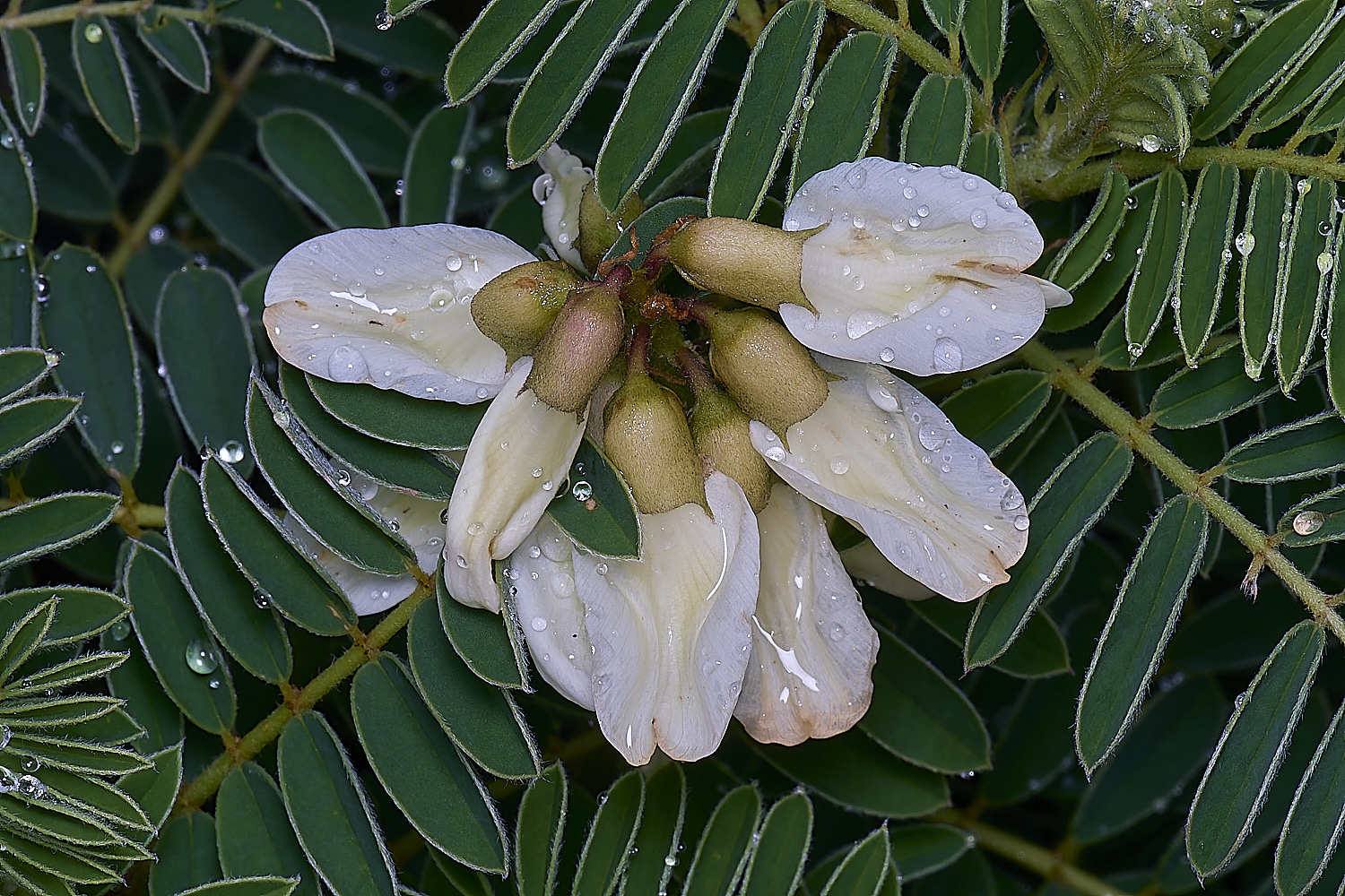 PraiaDeAmoreiraFlower1170325-3