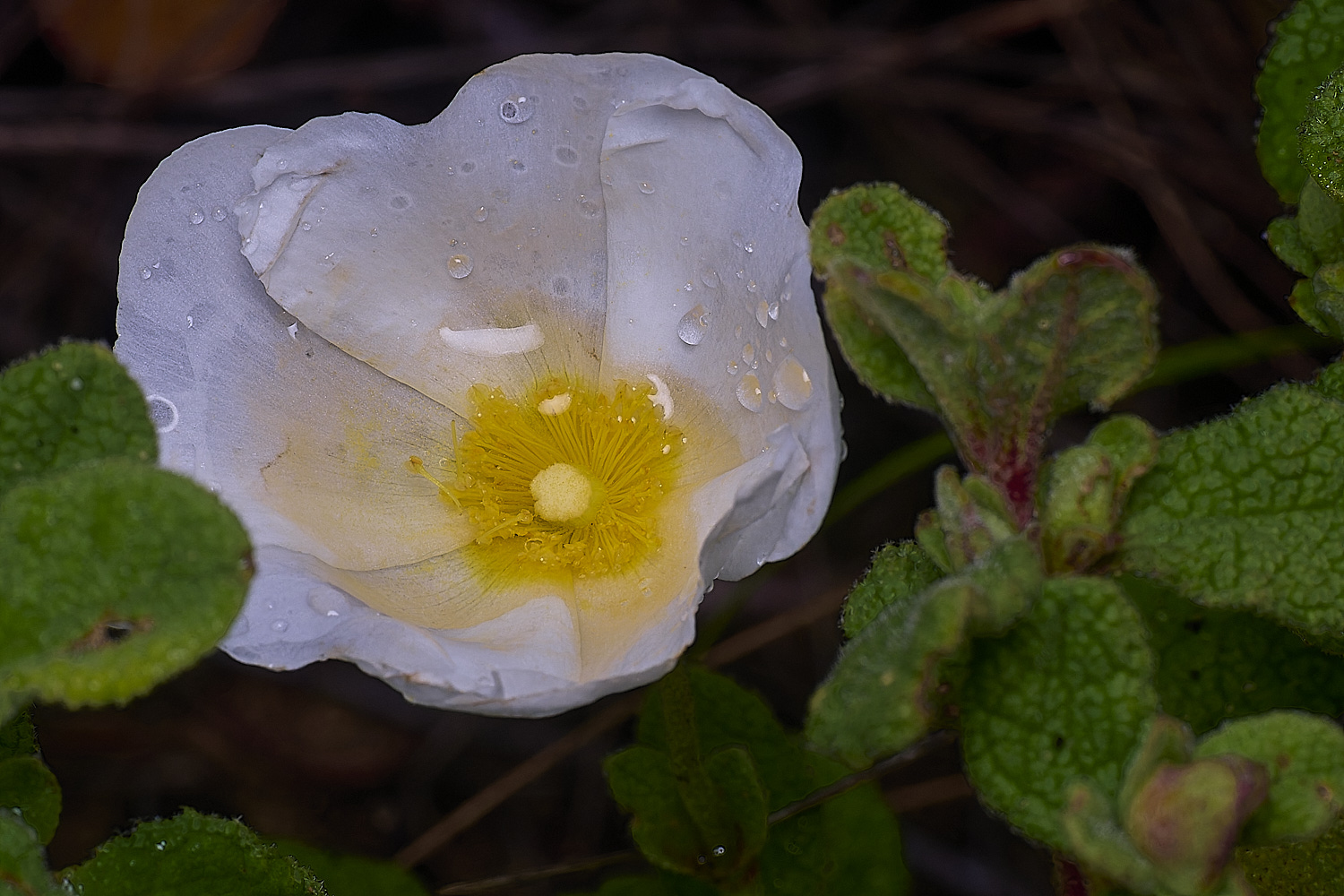 PraiaDeAmoreiraFlower12170325-1