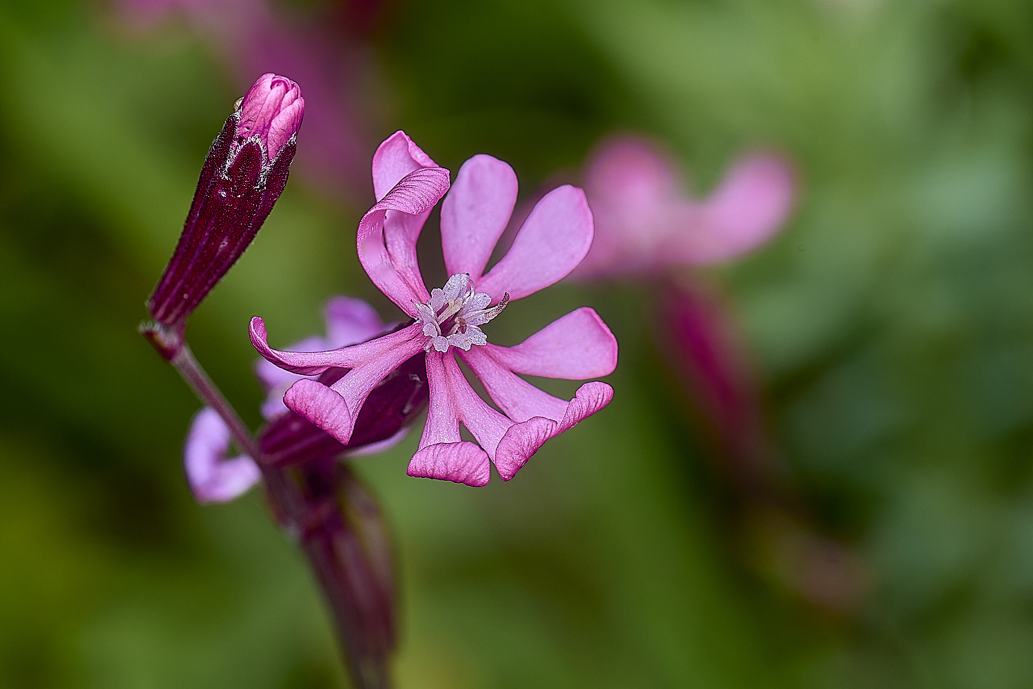 PraiaDeAmoreiraFlower13170325-1