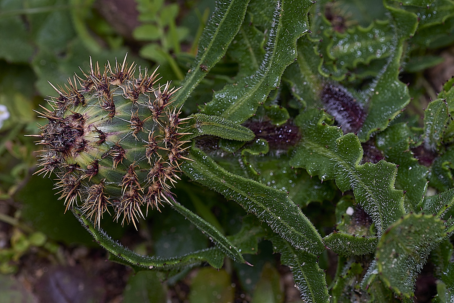 PraiaDeAmoreiraFlower14170325-1